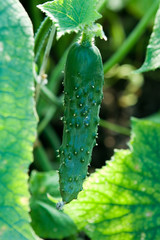 Cucumber