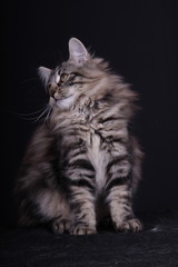 portrait study of young female cat Norwegian