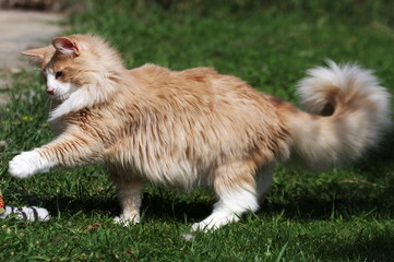 portrait of Norwegian female cat in action