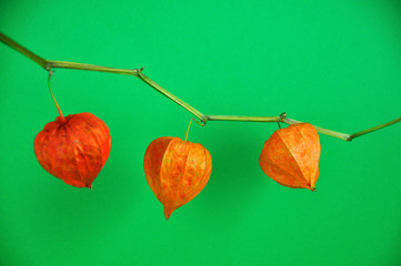 Drei Lampionblüten