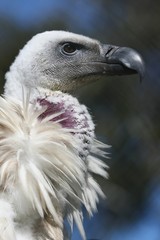 Griffon Vulture