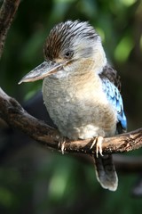 Kookaburra Kingfisher Bird