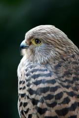 Kestrel Bird of Prey