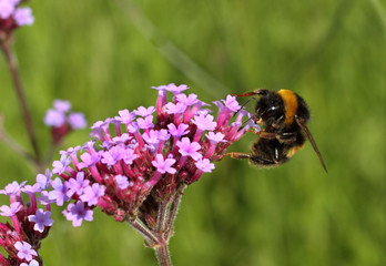 Bee collecting nectar