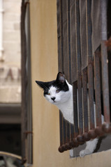 chat curieux
