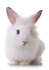 portrait of a little rabbit