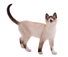 cute siamese cat standing