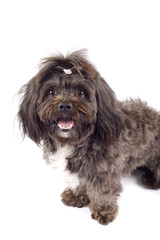 black bichon standing