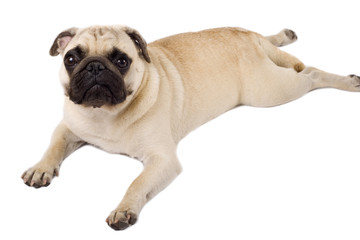 pug lying