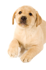 labrador puppy with fur ball