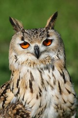 Bengal Eagle Owl