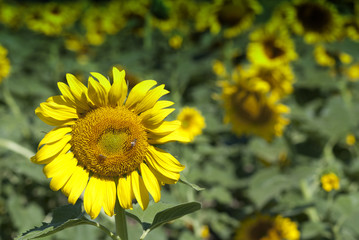 Sunflowers Meadow in Tuscany