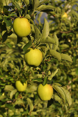 meleto mela gialla rossa trentino agricoltura