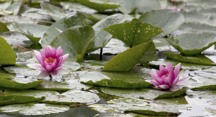Ninfee viola