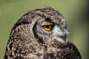 Spotted Eagle Owl