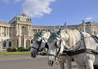 Naklejka premium Fiaker Pferde, Wien