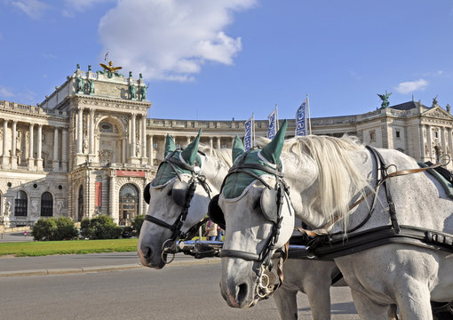 Fiaker Pferde, Wien