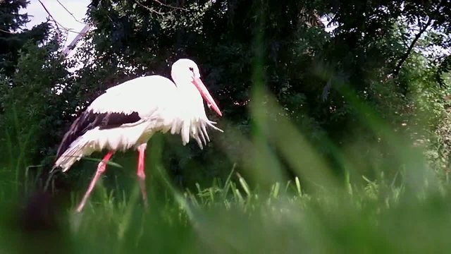 Stork