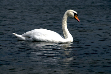 Schwan im Wasser