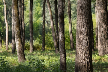 Park  oak  grove