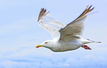 vol de mouette