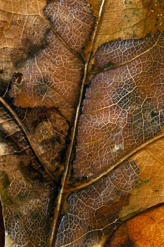 Close Up Of Autumn Leaves In Central Park In The Fall, Oak