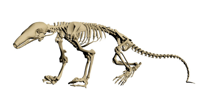 skelett ameisenbär