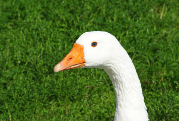 Gans - Goose