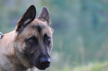 Schäferhund