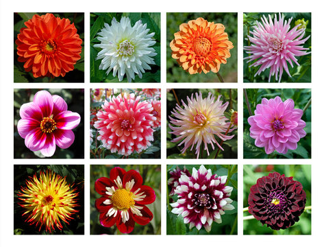 Dahlien - Kollektion