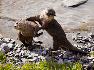 Asian Short-Clawed Otters playing