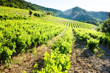 vineyards near Gigondas, Provence, France