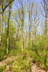 Fototapeta na wymiar forest near Mirns, Friesland, Netherlands