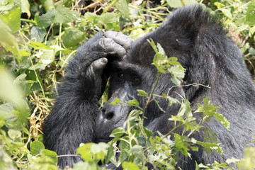Gorilla beringei beringei