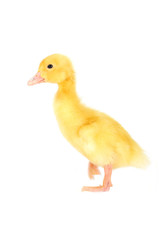yellow fluffy duckling