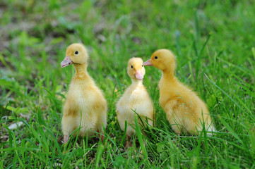 three fluffy chicks
