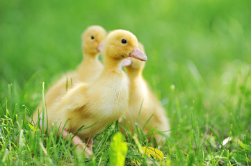 three fluffy chicks