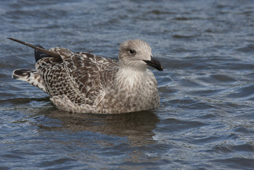 Seagull