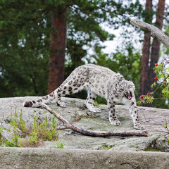Fototapeta premium Yawning snow leopard