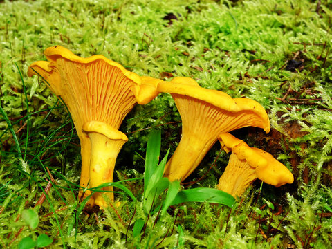 chanterelle - eatable mushrooms
