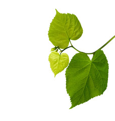 Branch isolated on white