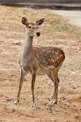 Sika Deer, Cervus nippon