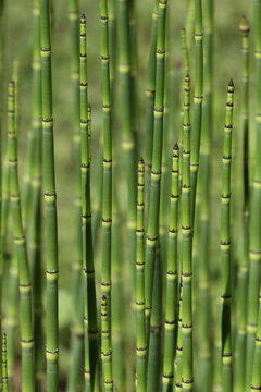 pr&ecirc;le du japon, equisetum japonicum