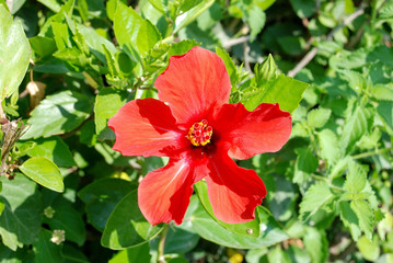 Red hibiscus flower close-up
