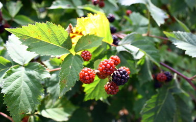 mûres noires et rouges, mûrier