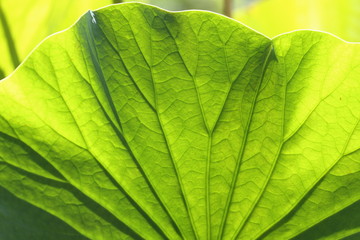 feuille de nelumbo nucifera,lotus sacré