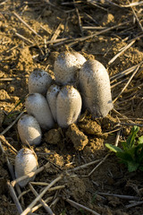 Pilze
