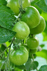 grüne Tomaten am Strauch - Wassertropfen