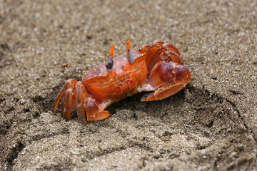 Crabe