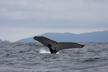 Queue de baleine